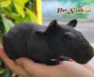 Bọ Ú Hà Mã Mini (Bọ Ú Không Lông) 9