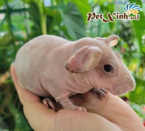 Bọ Ú Hà Mã Mini (Bọ Ú Không Lông) 11