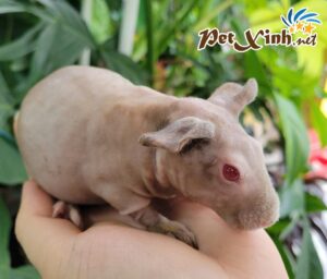 Bọ Ú Hà Mã Mini (Bọ Ú Không Lông) 7