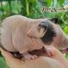 Bọ Ú Hà Mã Mini (Bọ Ú Không Lông) 1