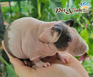 Bọ Ú Hà Mã Mini (Bọ Ú Không Lông) 10