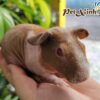 Bọ Ú Hà Mã Mini (Bọ Ú Không Lông) 4
