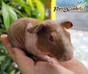 Bọ Ú Hà Mã Mini (Bọ Ú Không Lông) 5