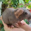 Bọ Ú Hà Mã Mini (Bọ Ú Không Lông) 2