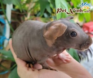 Bọ Ú Hà Mã Mini (Bọ Ú Không Lông) 14