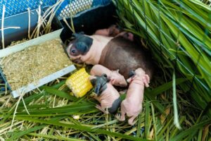 Bọ Ú Hà Mã Mini (Bọ Ú Không Lông) 8