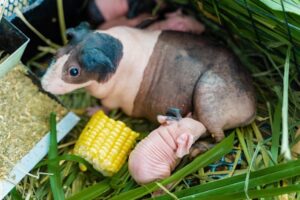 Bọ Ú Hà Mã Mini (Bọ Ú Không Lông) 12