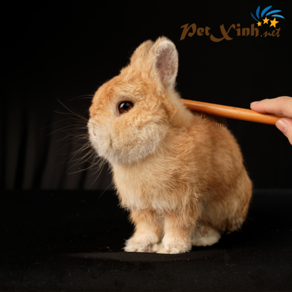 PetXinh - shop thú cưng uy tín Gò Vấp, Tp.HCM 35