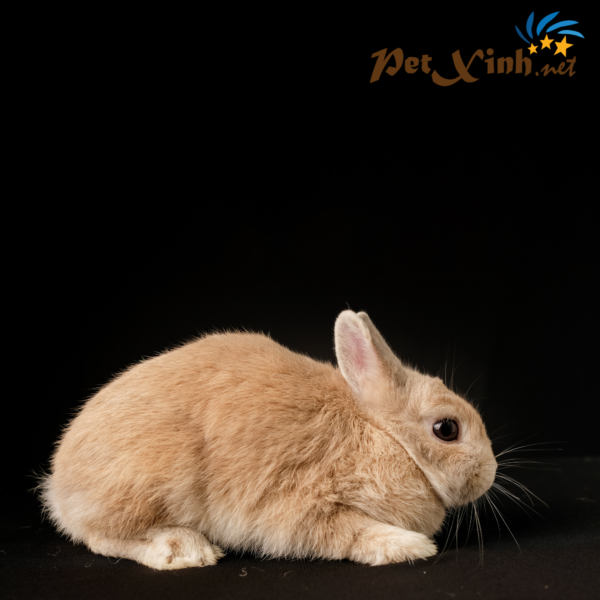 PetXinh - shop thú cưng uy tín Gò Vấp, Tp.HCM 30