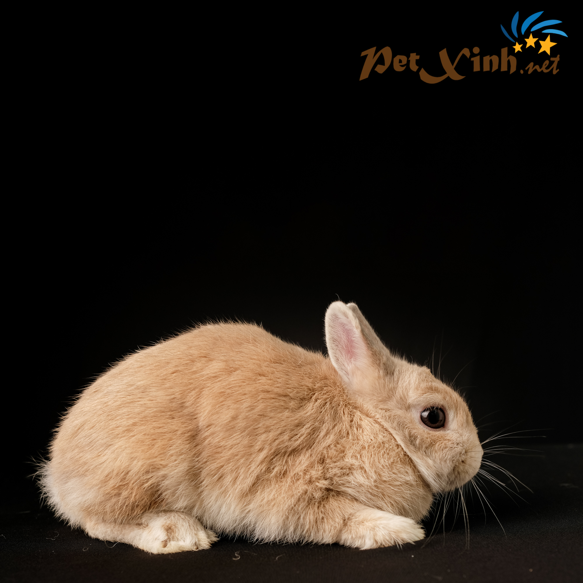 10 Thỏ Hà Lan 006 1