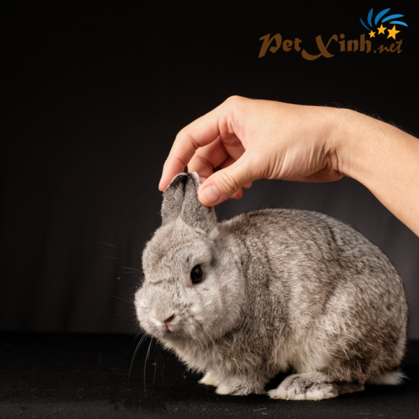 PetXinh - shop thú cưng uy tín Gò Vấp, Tp.HCM 29