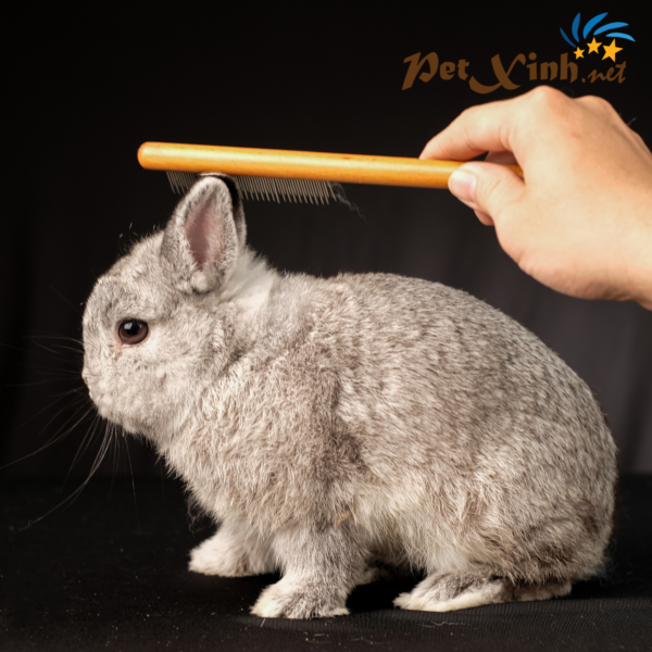 PetXinh - shop thú cưng uy tín Gò Vấp, Tp.HCM 34