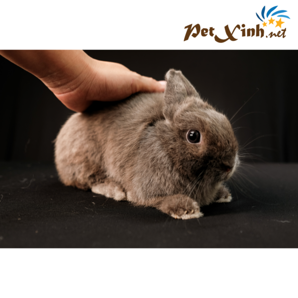 PetXinh - shop thú cưng uy tín Gò Vấp, Tp.HCM 33