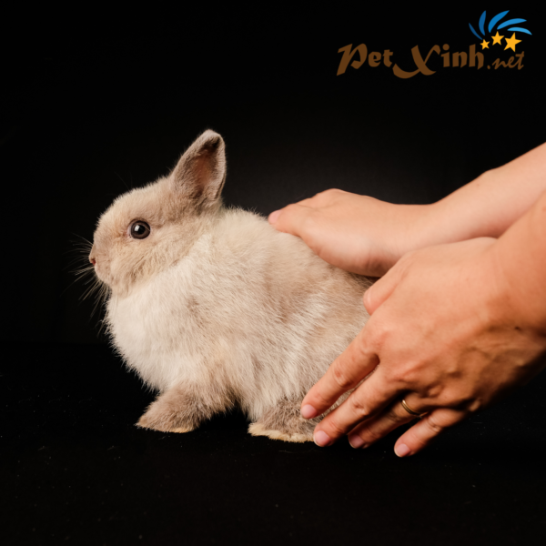 PetXinh - shop thú cưng uy tín Gò Vấp, Tp.HCM 31